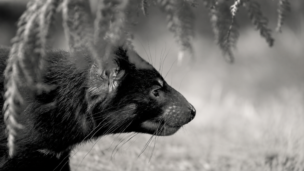 Tasmanian landscape and wildlife