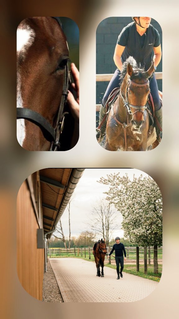 Horse in stable