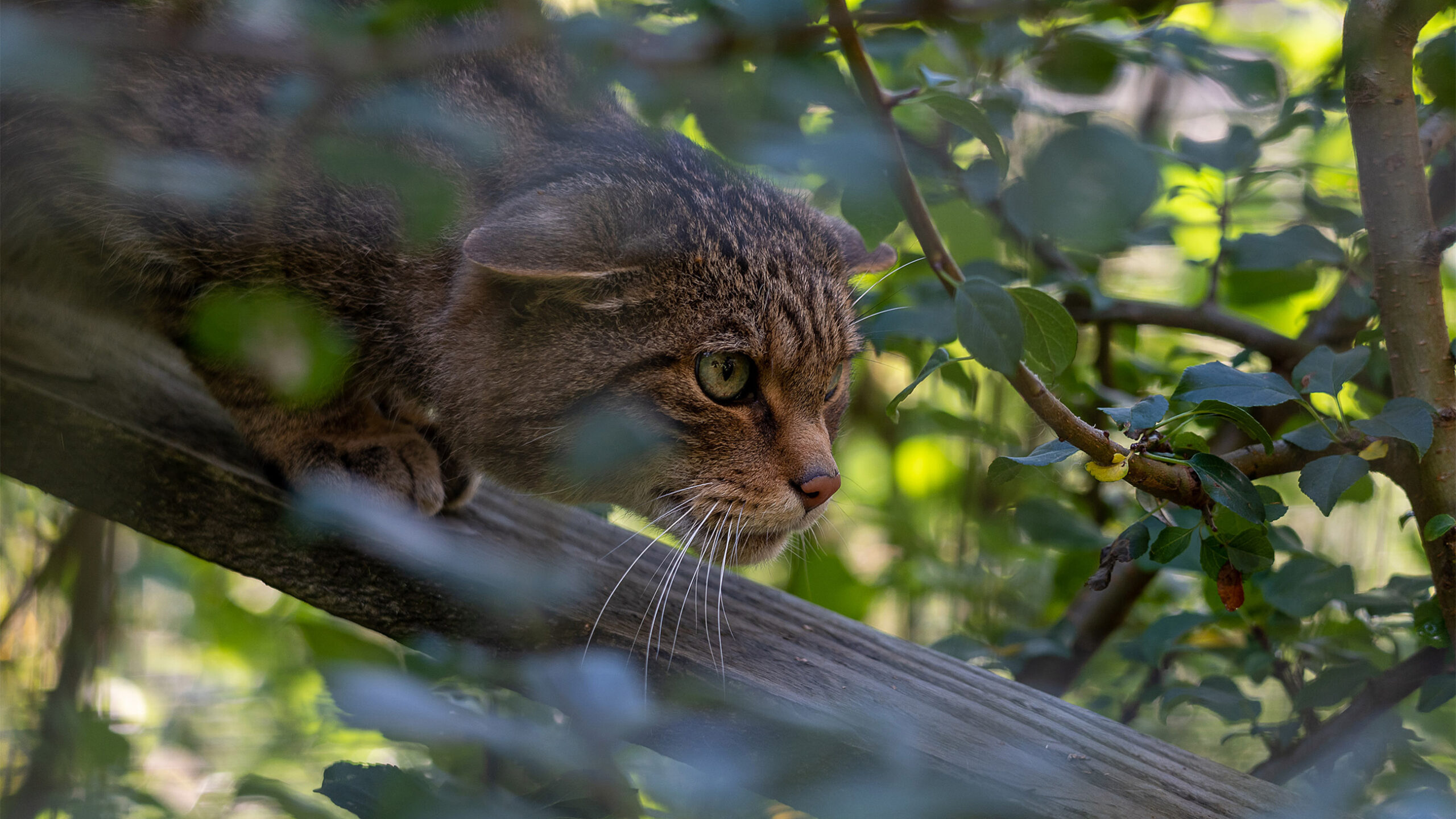 A Scottish wildcat