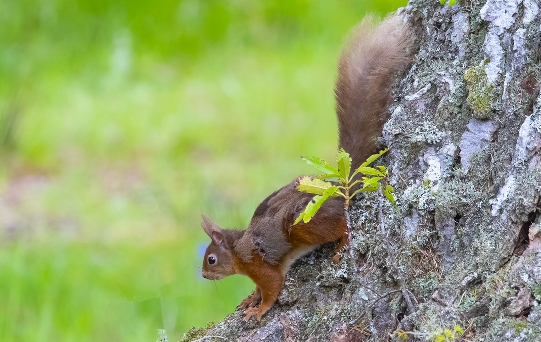A red squirrel on a tree trunk