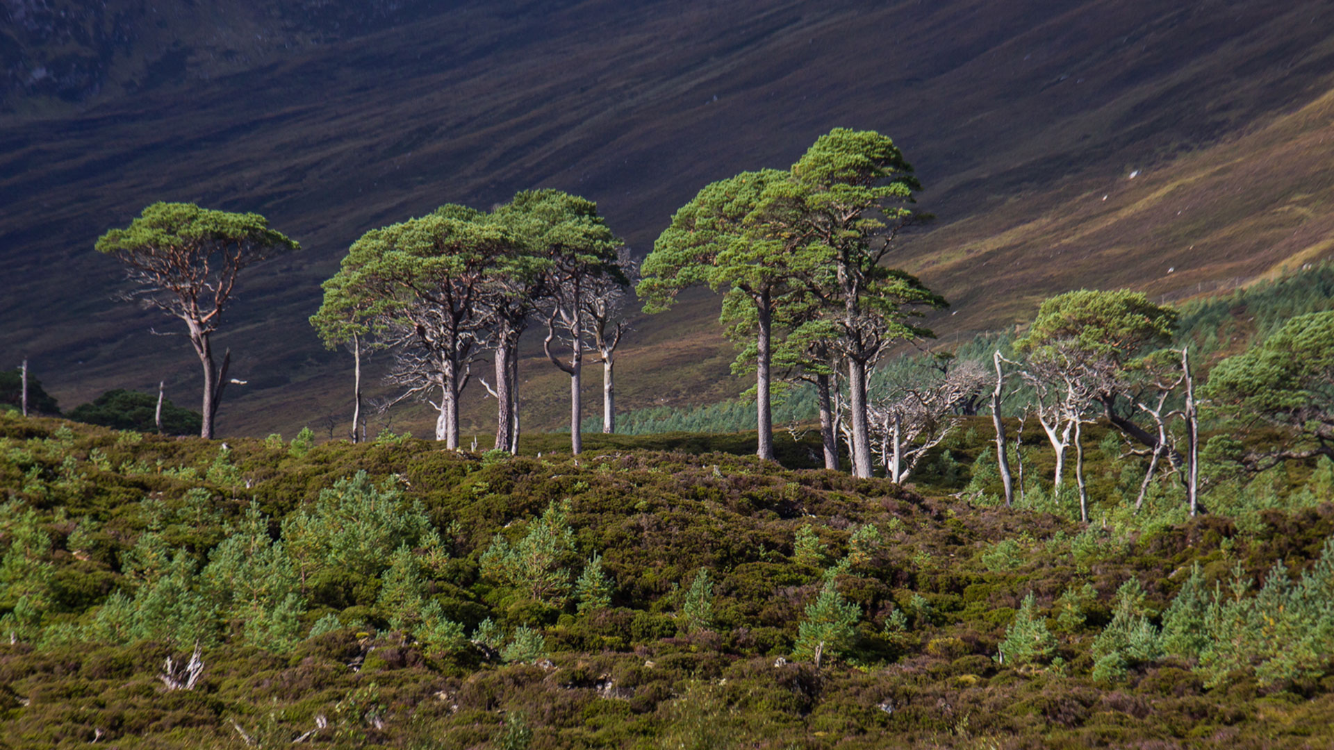 Scots pines regenerating among heather at Alladale