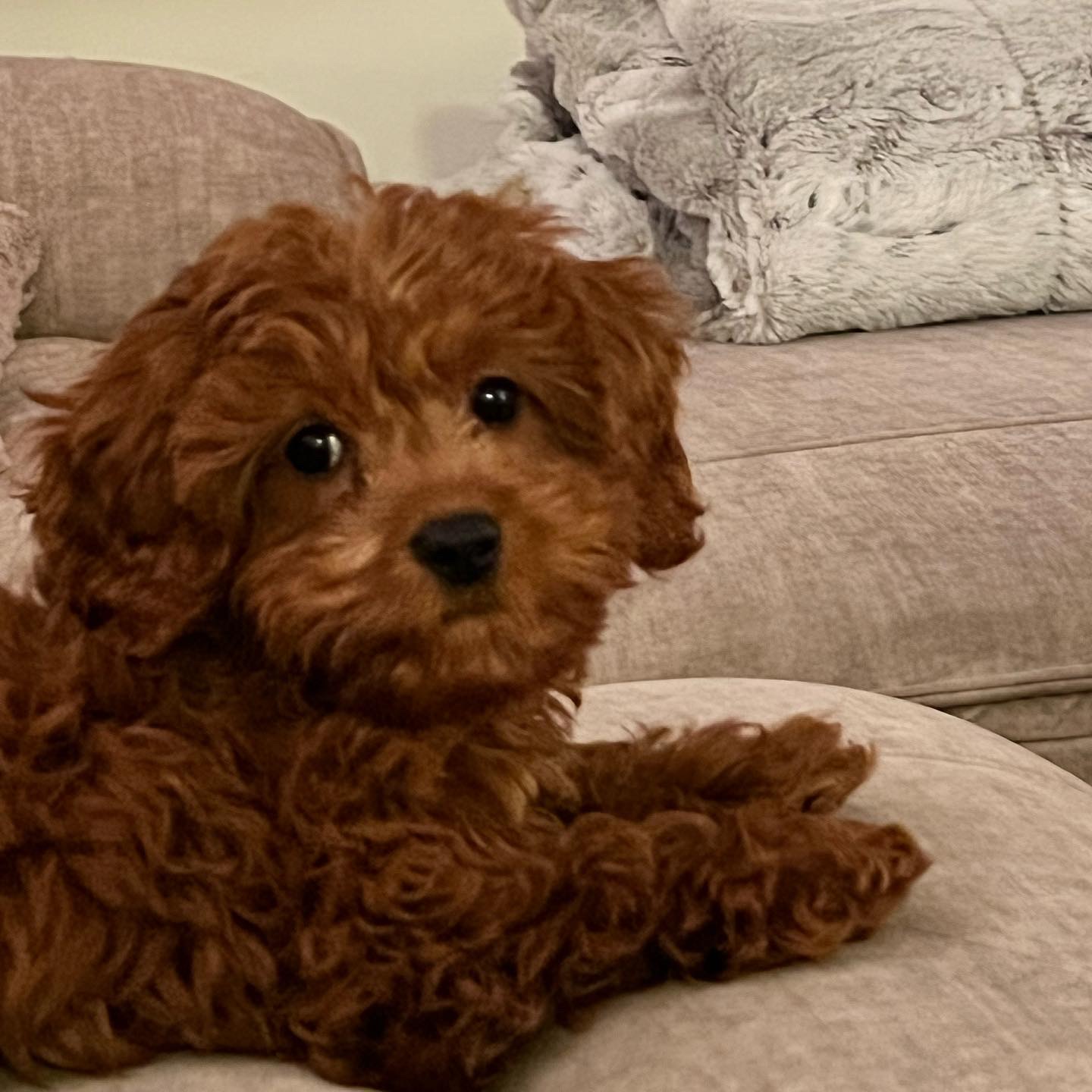 Molly - the inspiration behind Sileo Pet Services