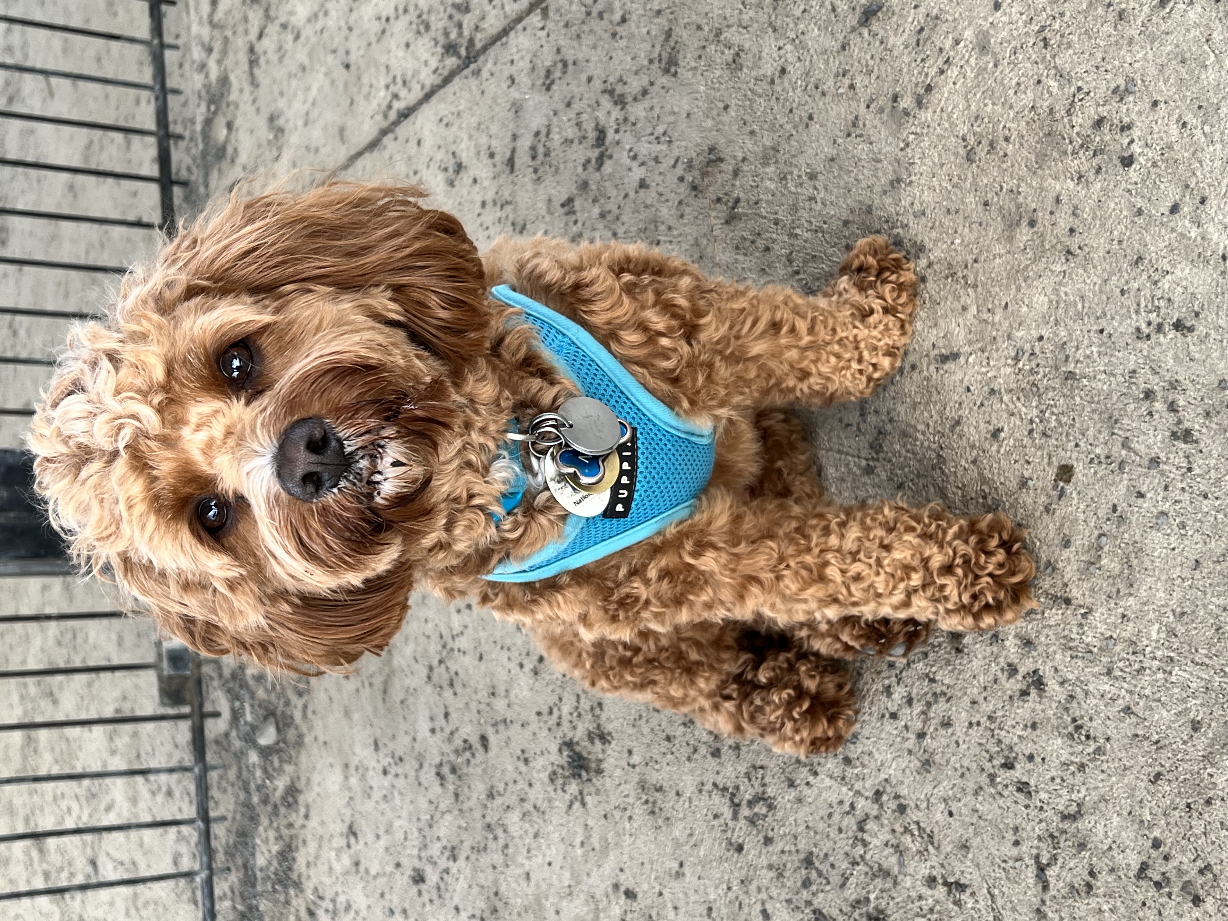 Pet sitting services