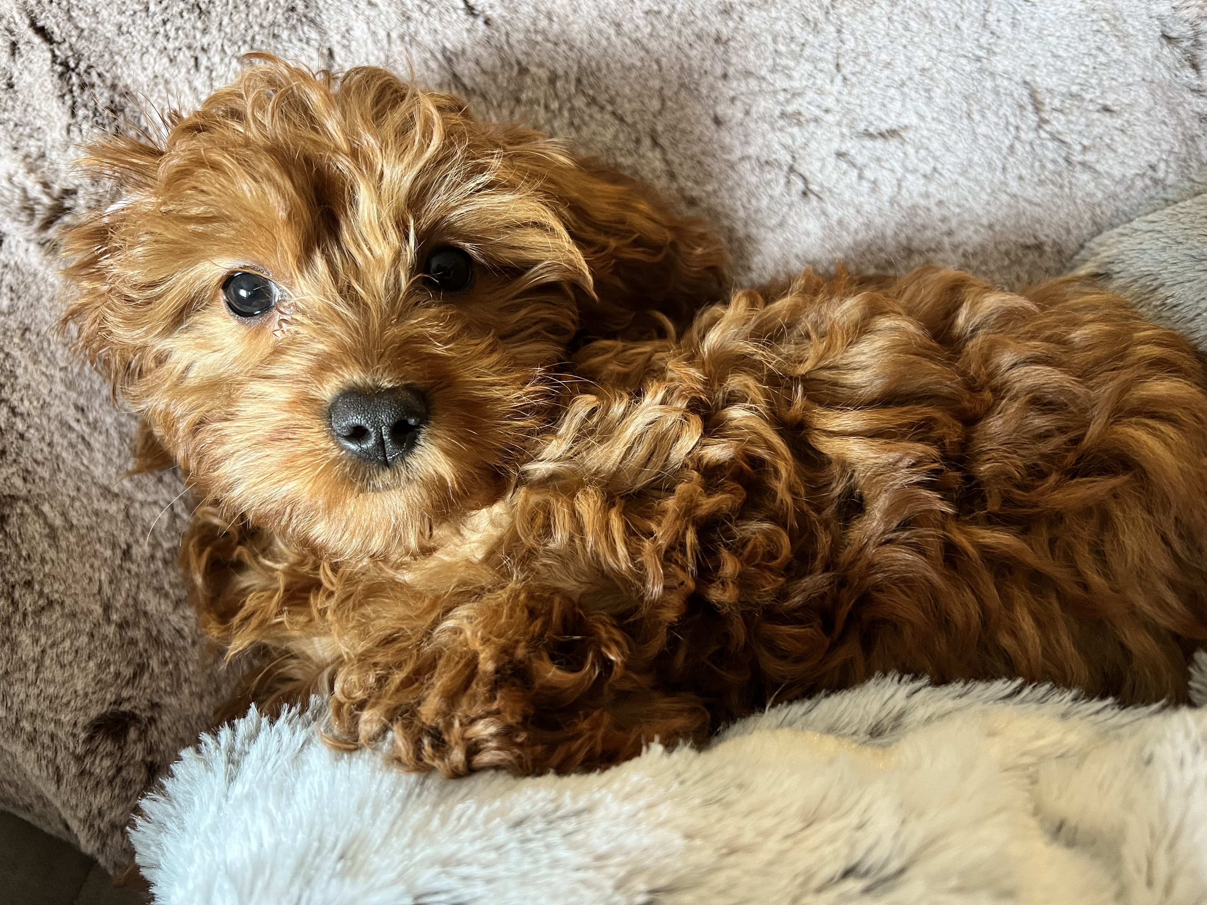 Professional wedding pet handler and special event dog services in NJ
