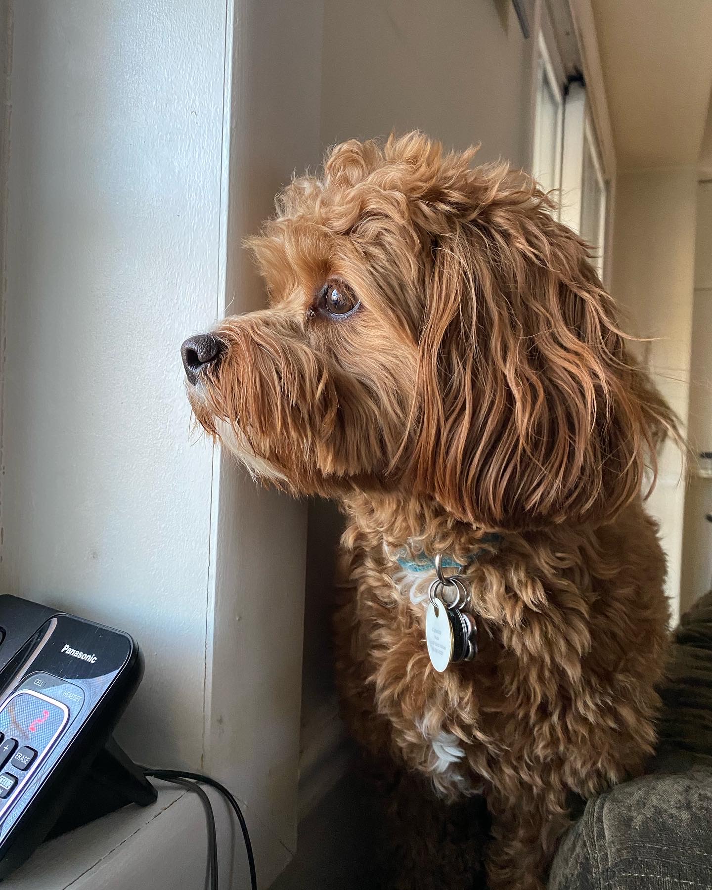 Professional pet care with owner-led onboarding