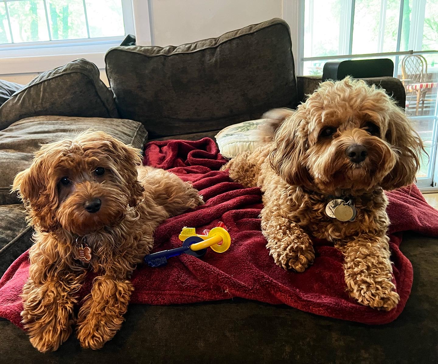 Join the Sileo Pet Services team - pet care careers in NJ