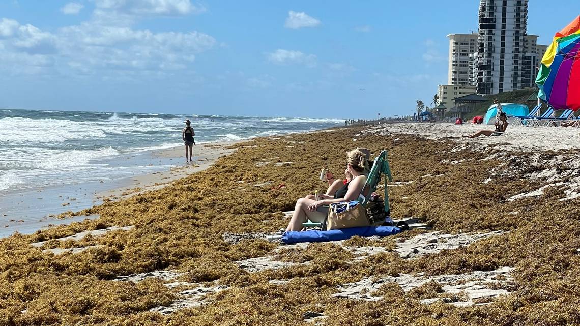 Fertilizing the Sea: Did Human Experiments Help Set the Stage for the Atlantic Sargassum Crisis?