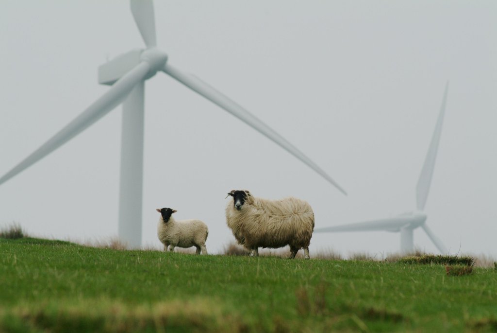 Wind turbines on green hillside