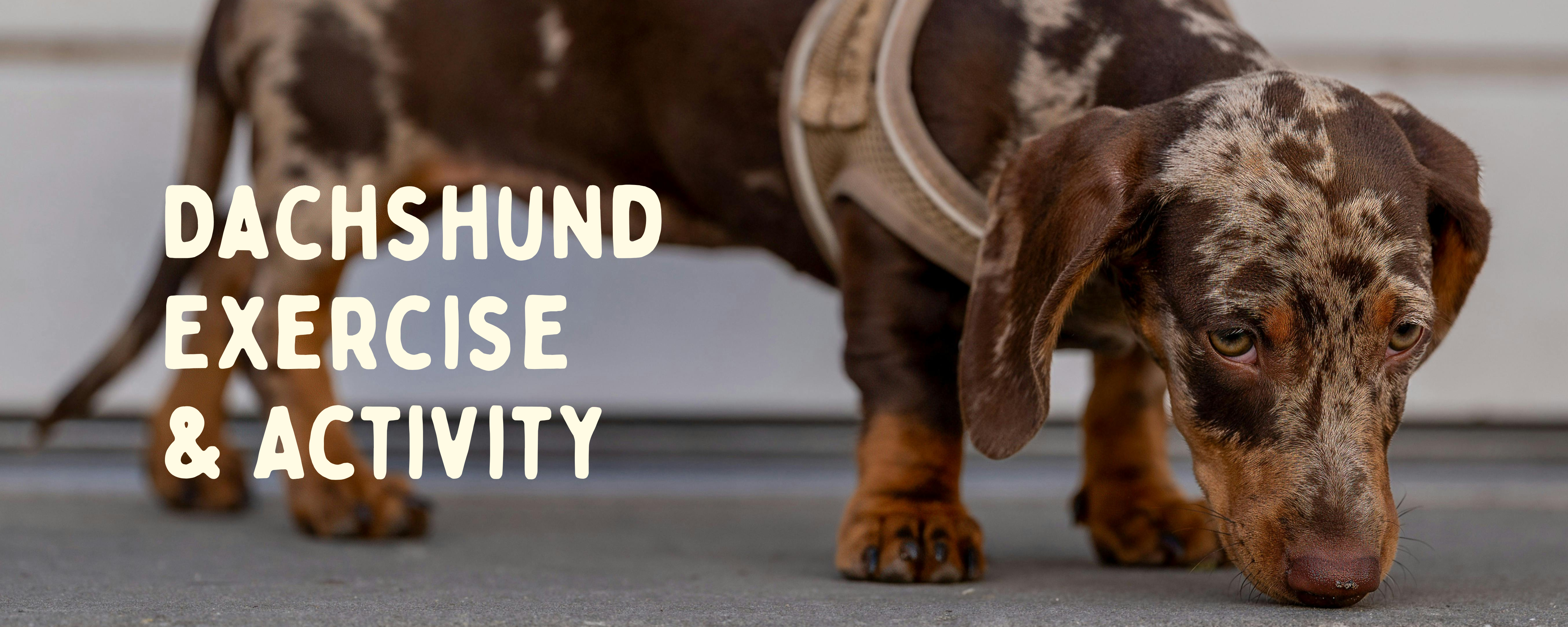 Dachshund Exercise & Activity