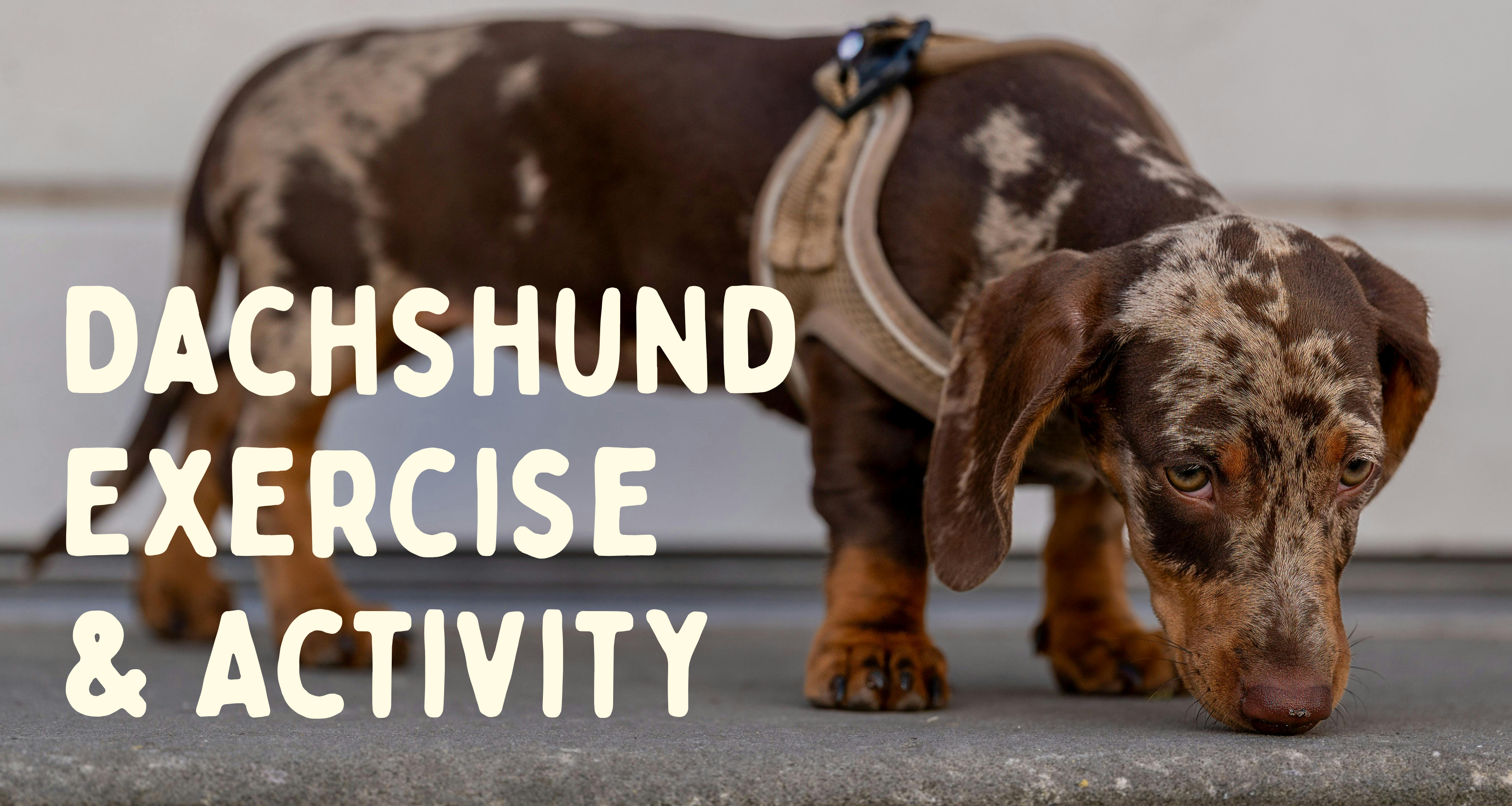 Dachshund Exercise & Activity
