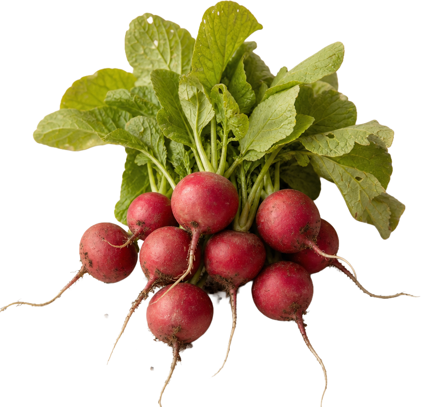 Radish