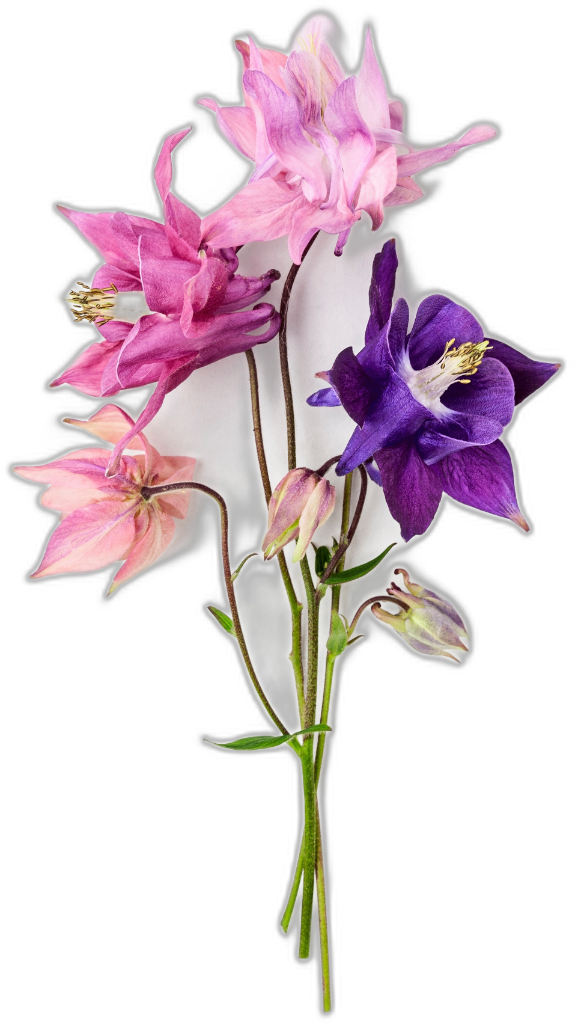 Columbine