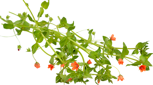 Scarlet Pimpernel