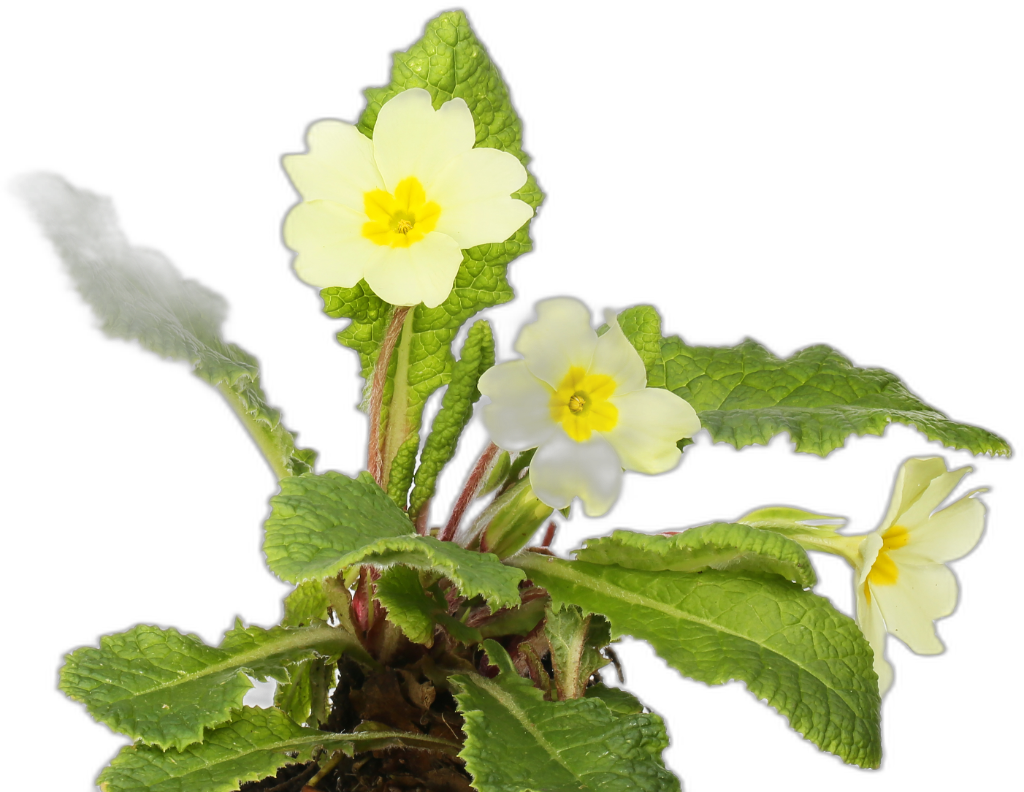 Primrose