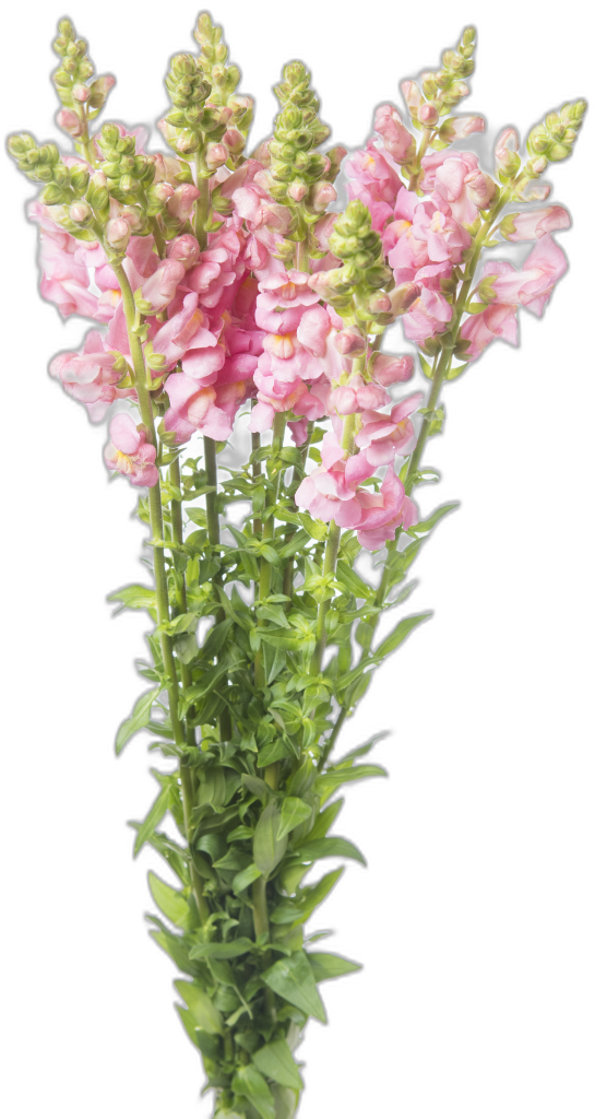Antirrhinums