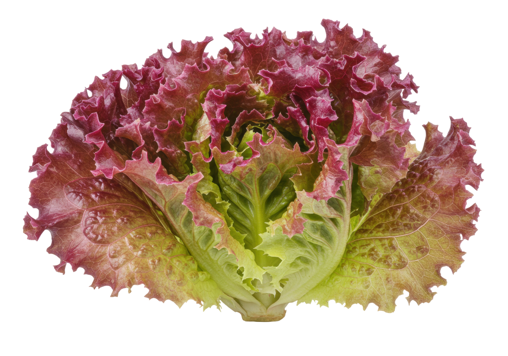 Red Leaf Lettuce