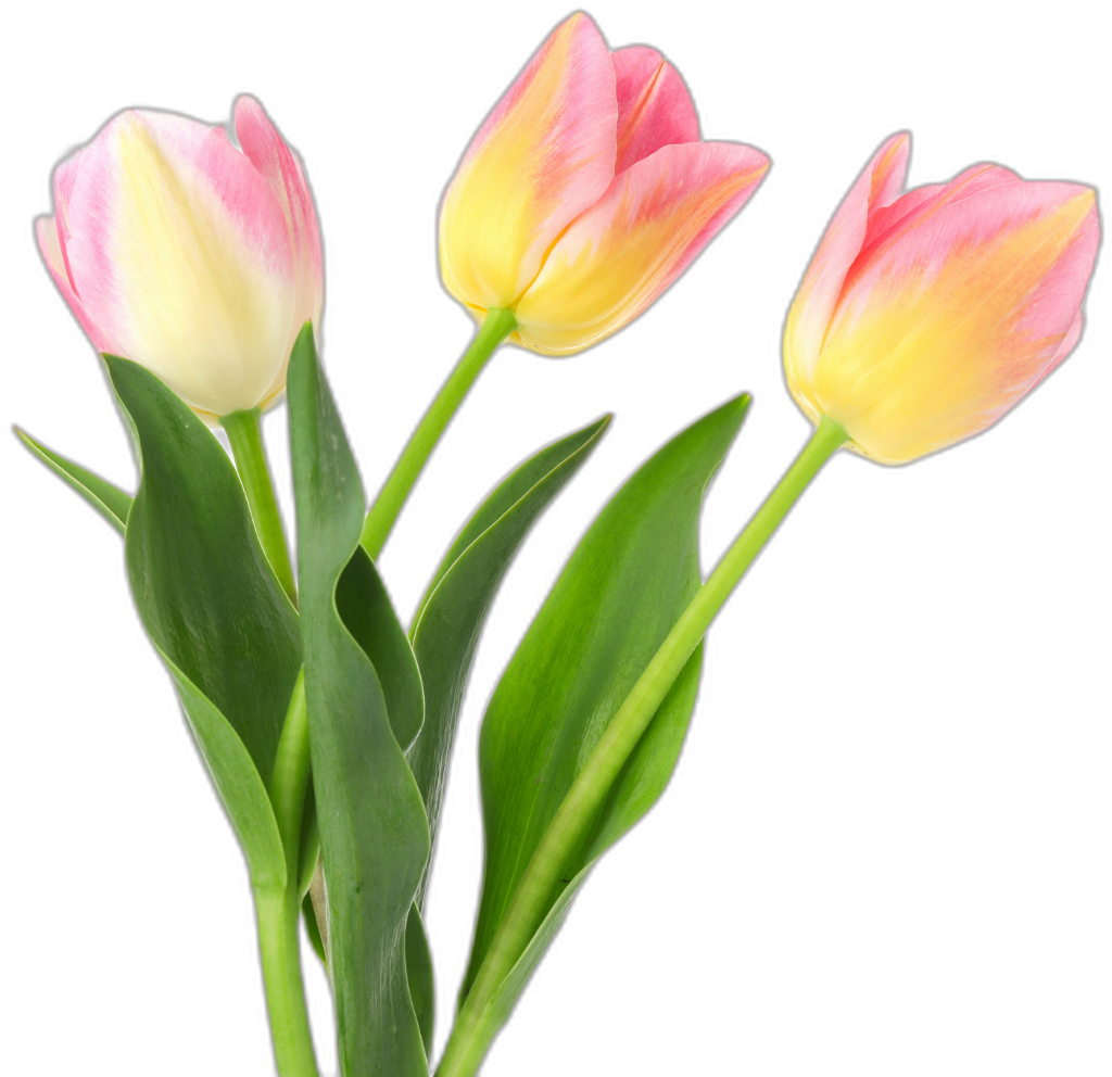 Tulip