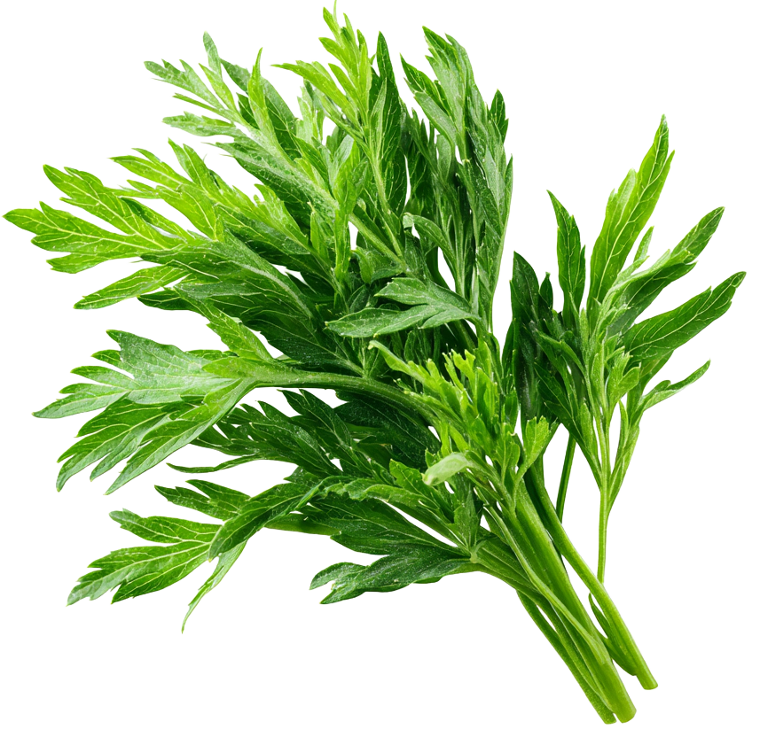 Carrot Top Leaves