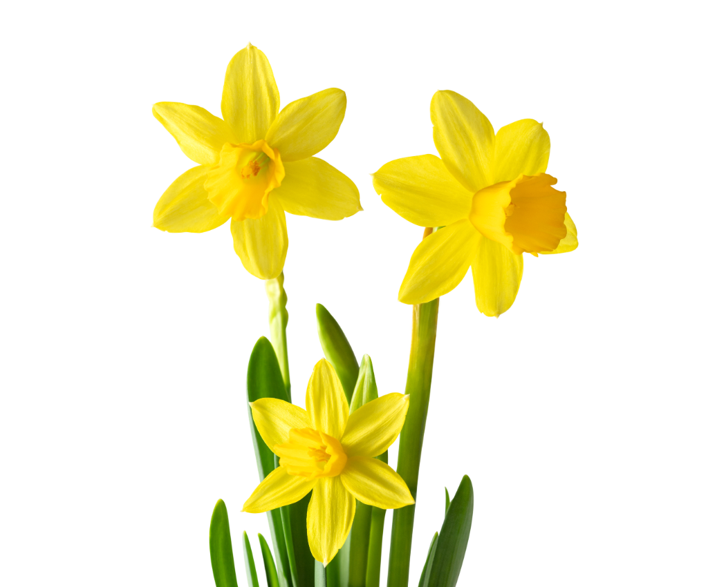 Daffodil