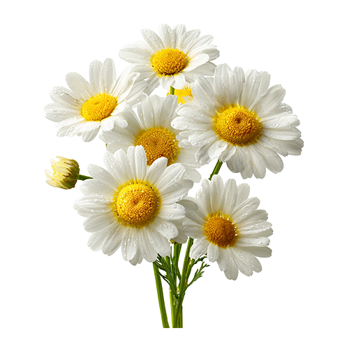 Camomile