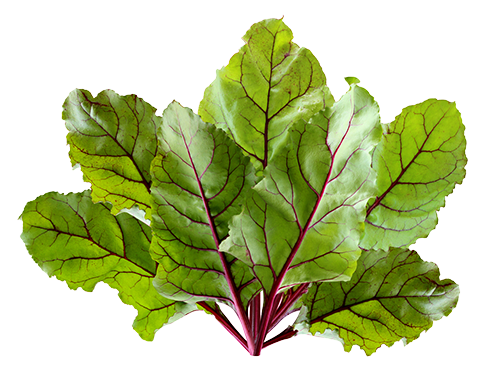 Beetroot Top Leaves