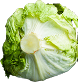 Iceberg Lettuce