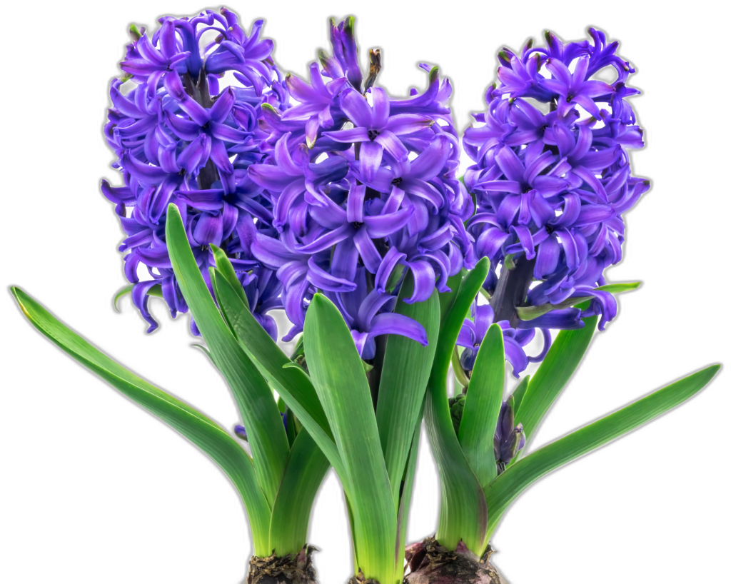 Hyacinth