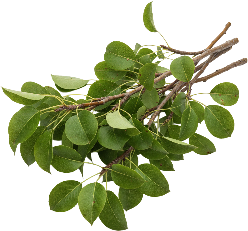 Pear Leaves and Twigs
