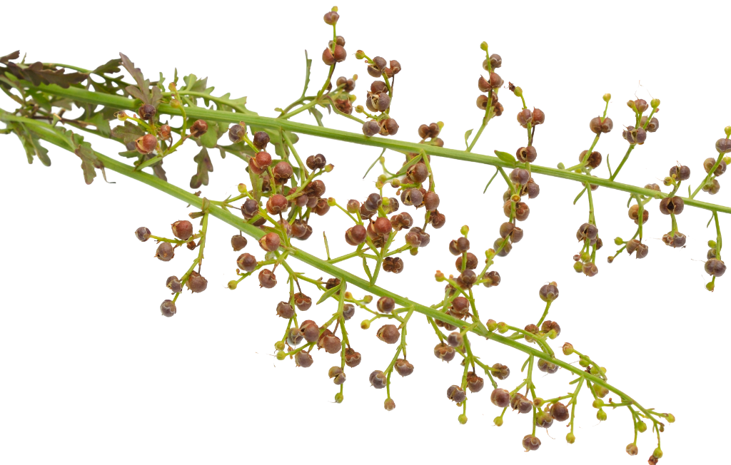 Figwort