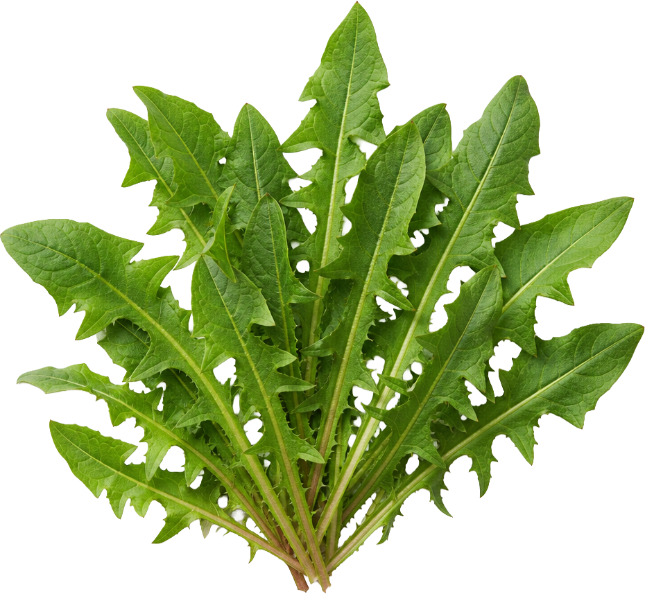 Dandelion Leaves