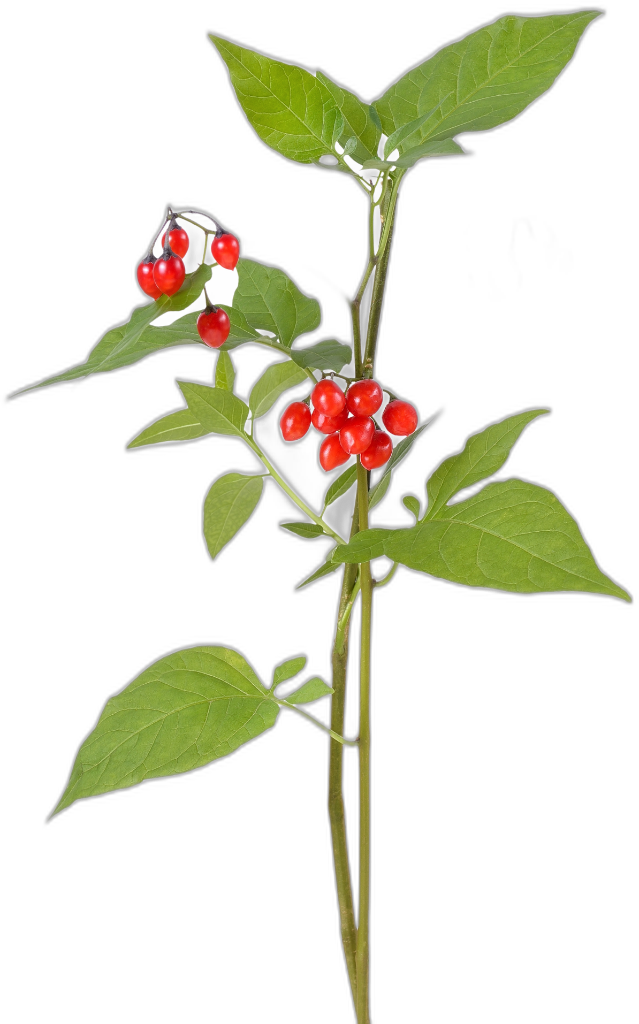 Woody Nightshade
