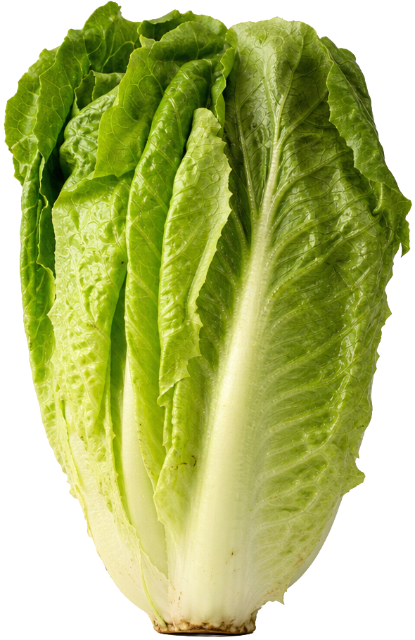 Romaine Lettuce