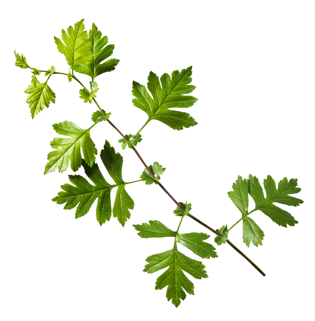 Hawthorn