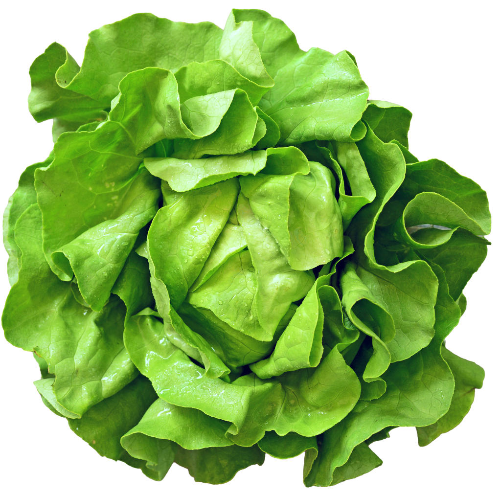 Butterhead/Bibb Lettuce
