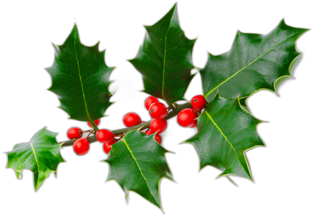 Holly