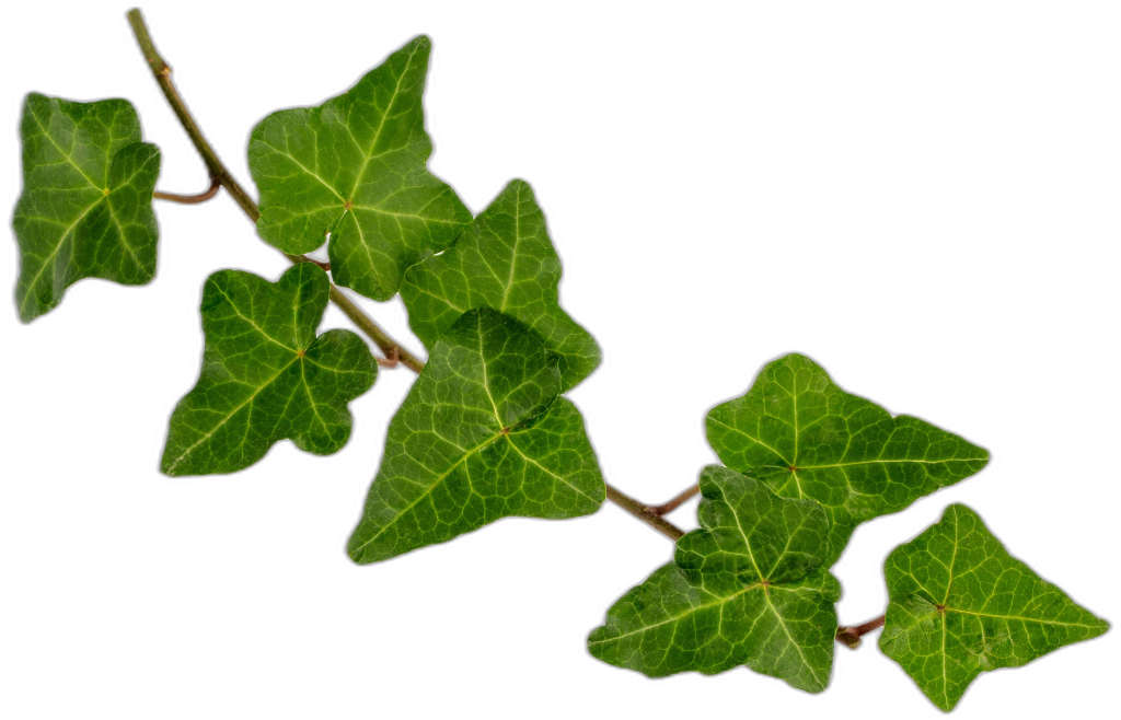 Ivy