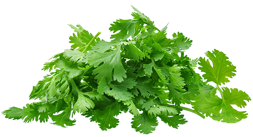 Coriander Leaves / Cilantro Leaves