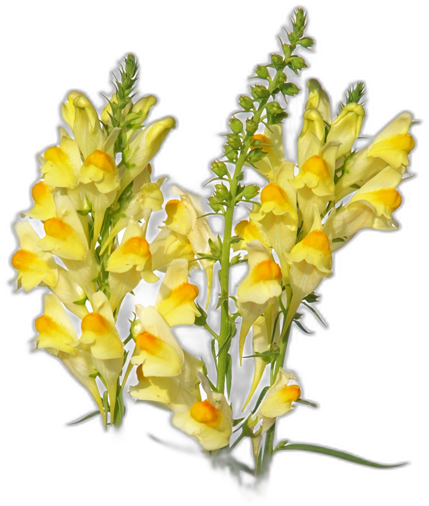 Toadflax