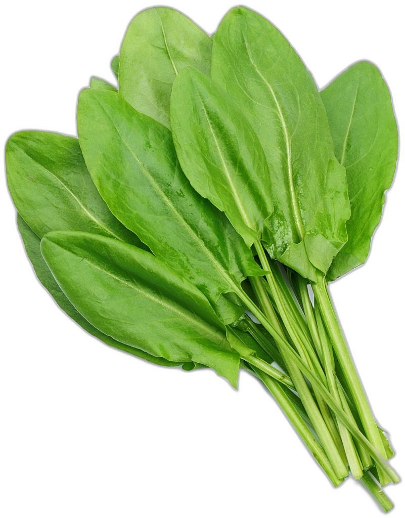 Sorrel