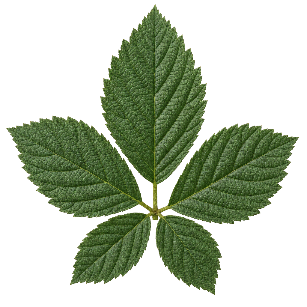 Blackberry Leaves