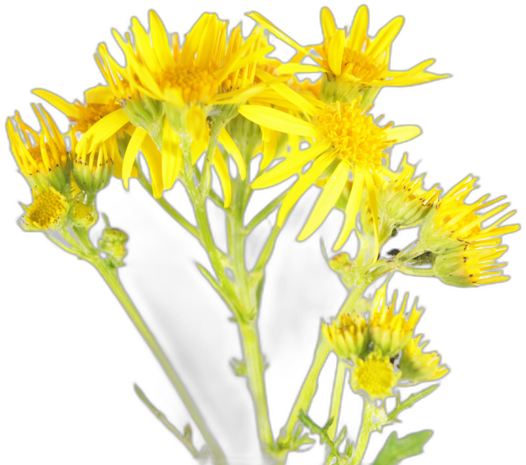 Ragwort