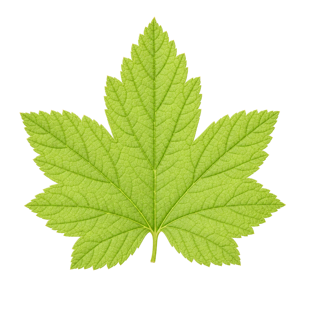Blackcurrant Leaves