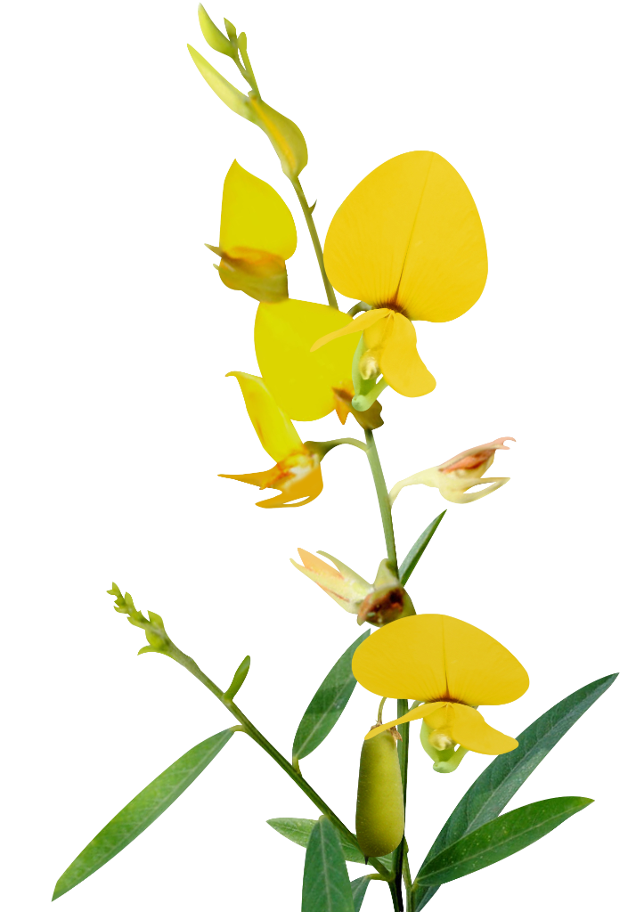 Crotalaria
