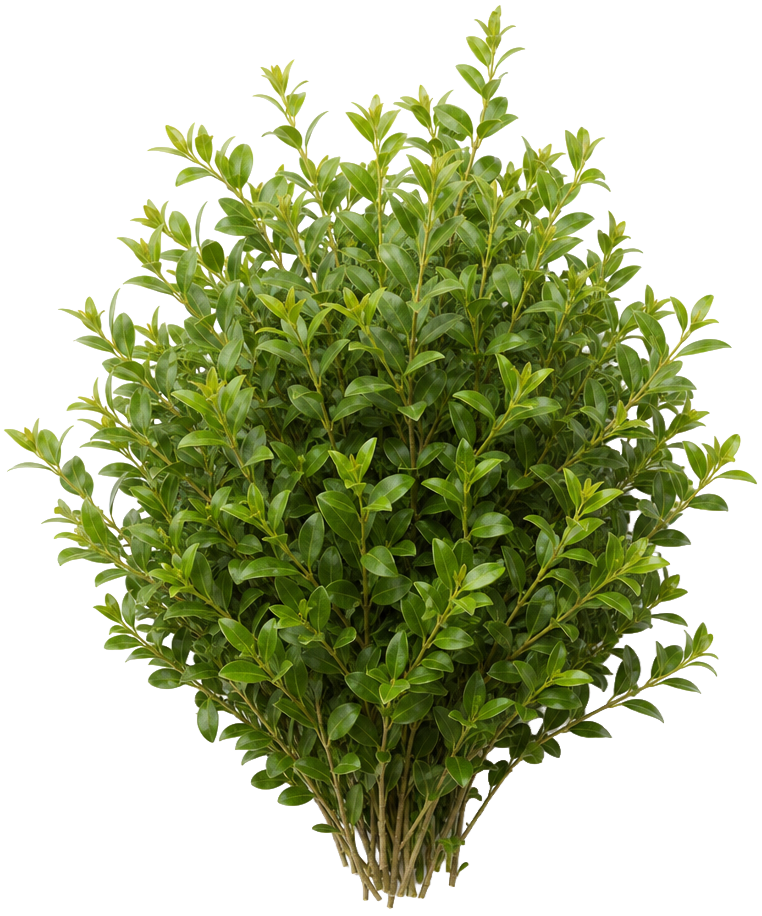 Privet
