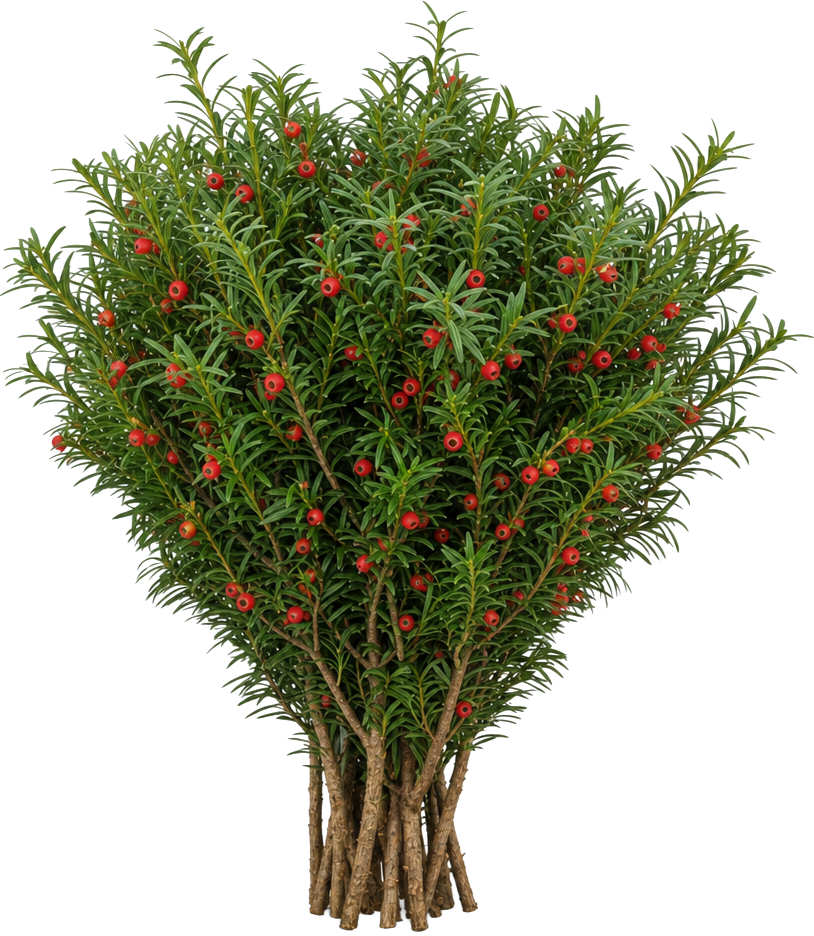 Yew