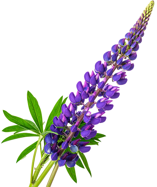 Lupin / Lupins