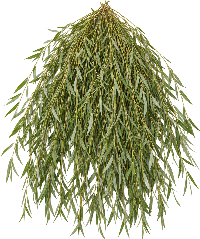 Willow Leaves