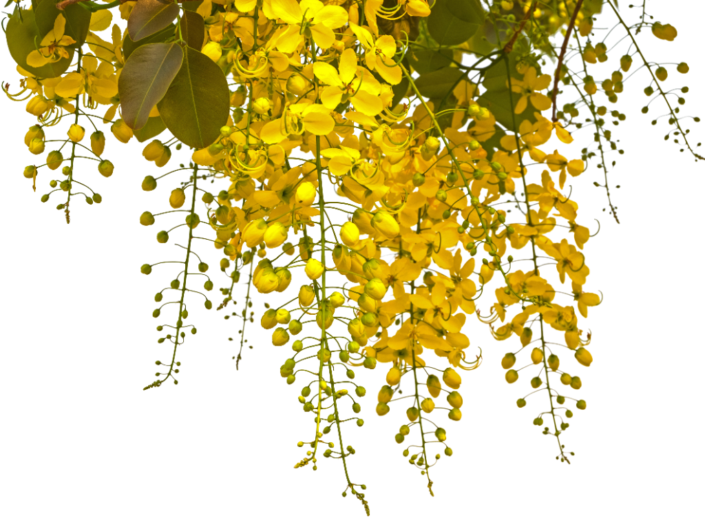 Laburnum