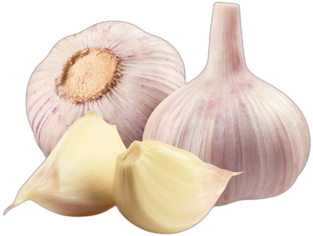 Garlic