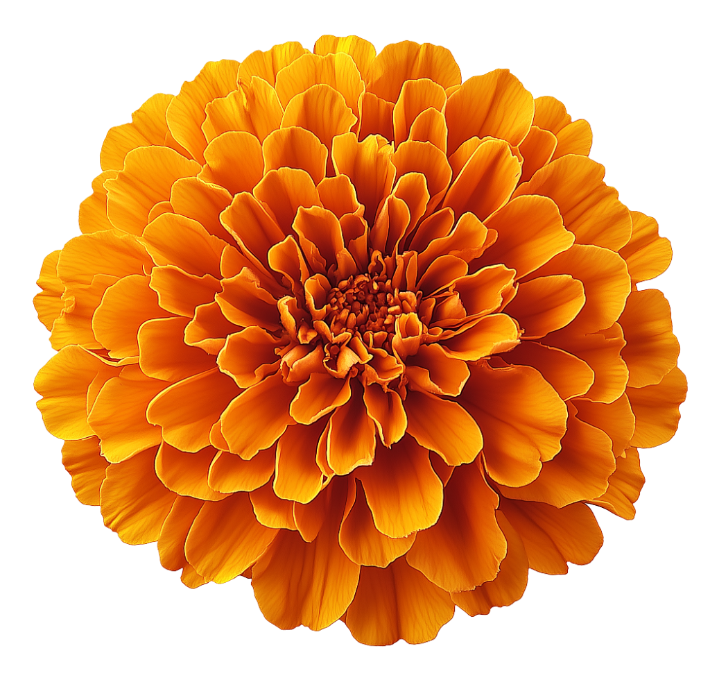 Marigold